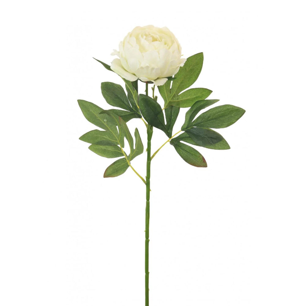 Lotus Imports Millicent Peony in Cream