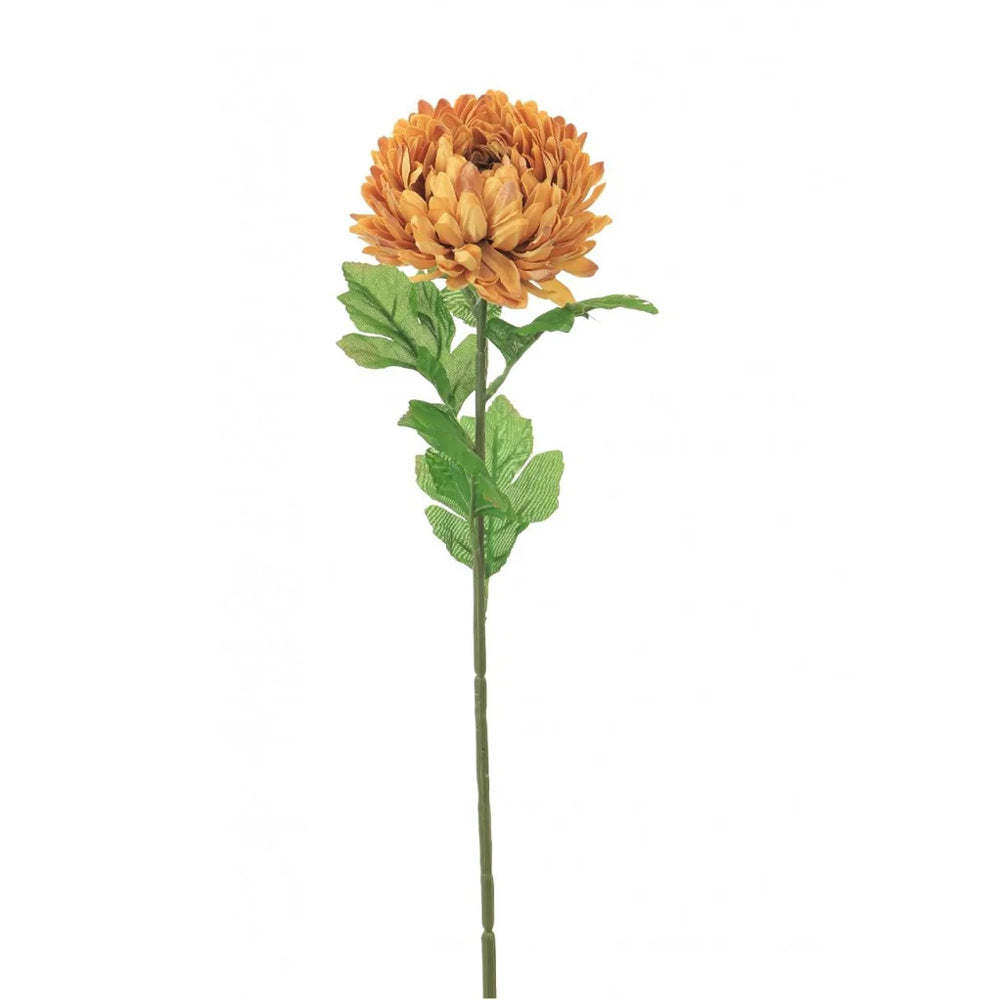 Lotus Silk Single Chrysanthemum Honey