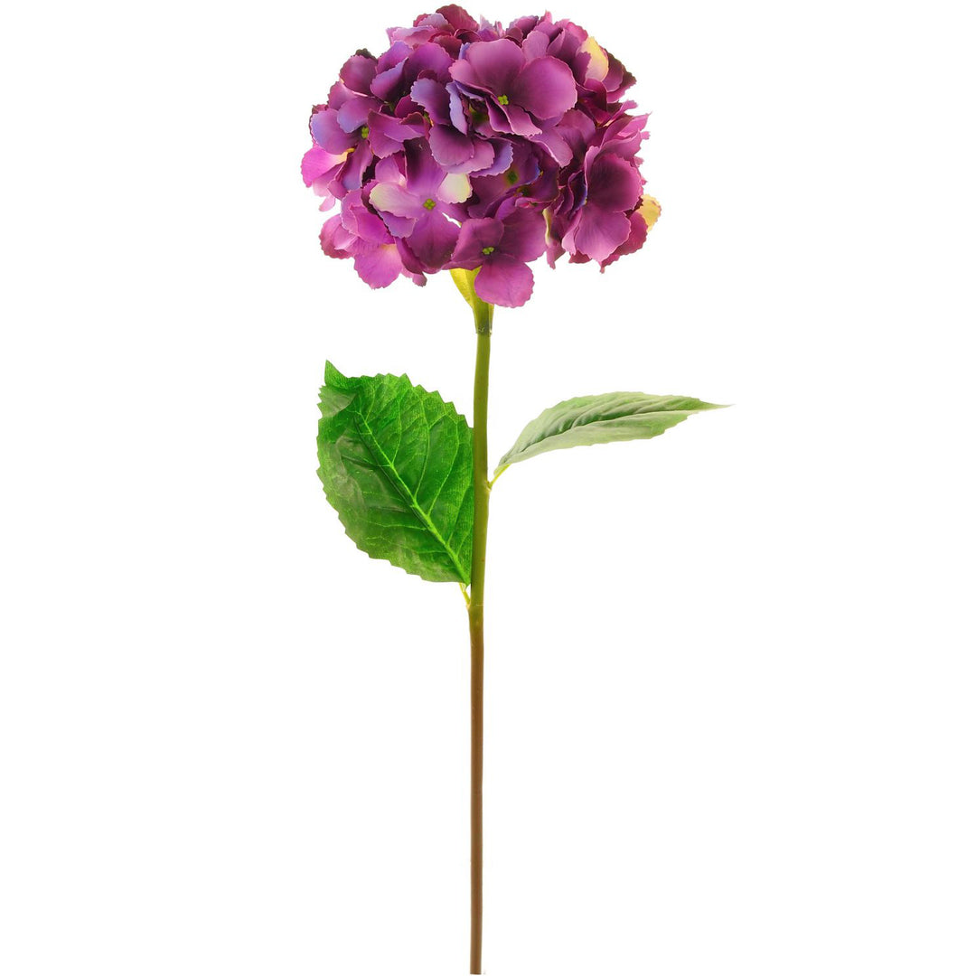 Lotus Silk Mophead Hydrangea Aubergine