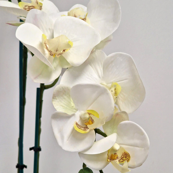 Everlasting Artificial 2 Stem Orchid