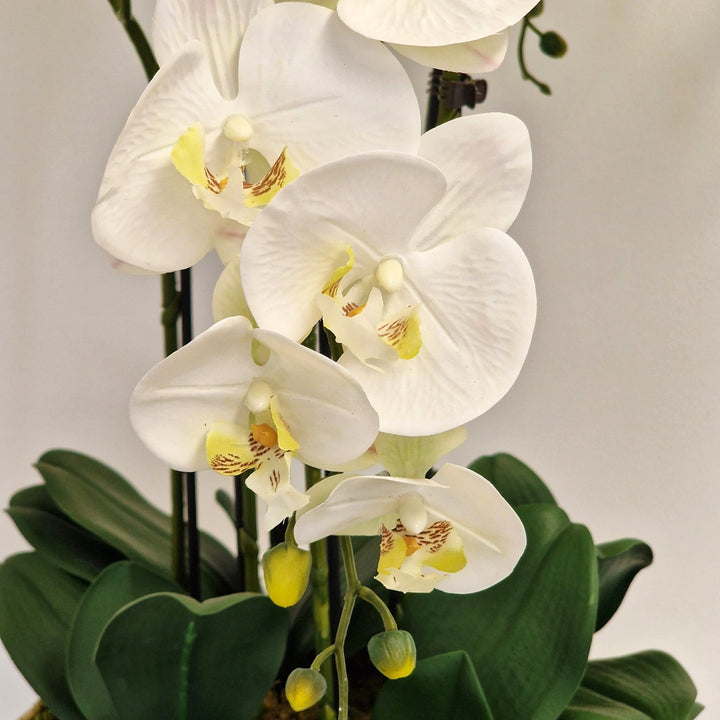 Everlasting Artificial 6 Stem Orchid