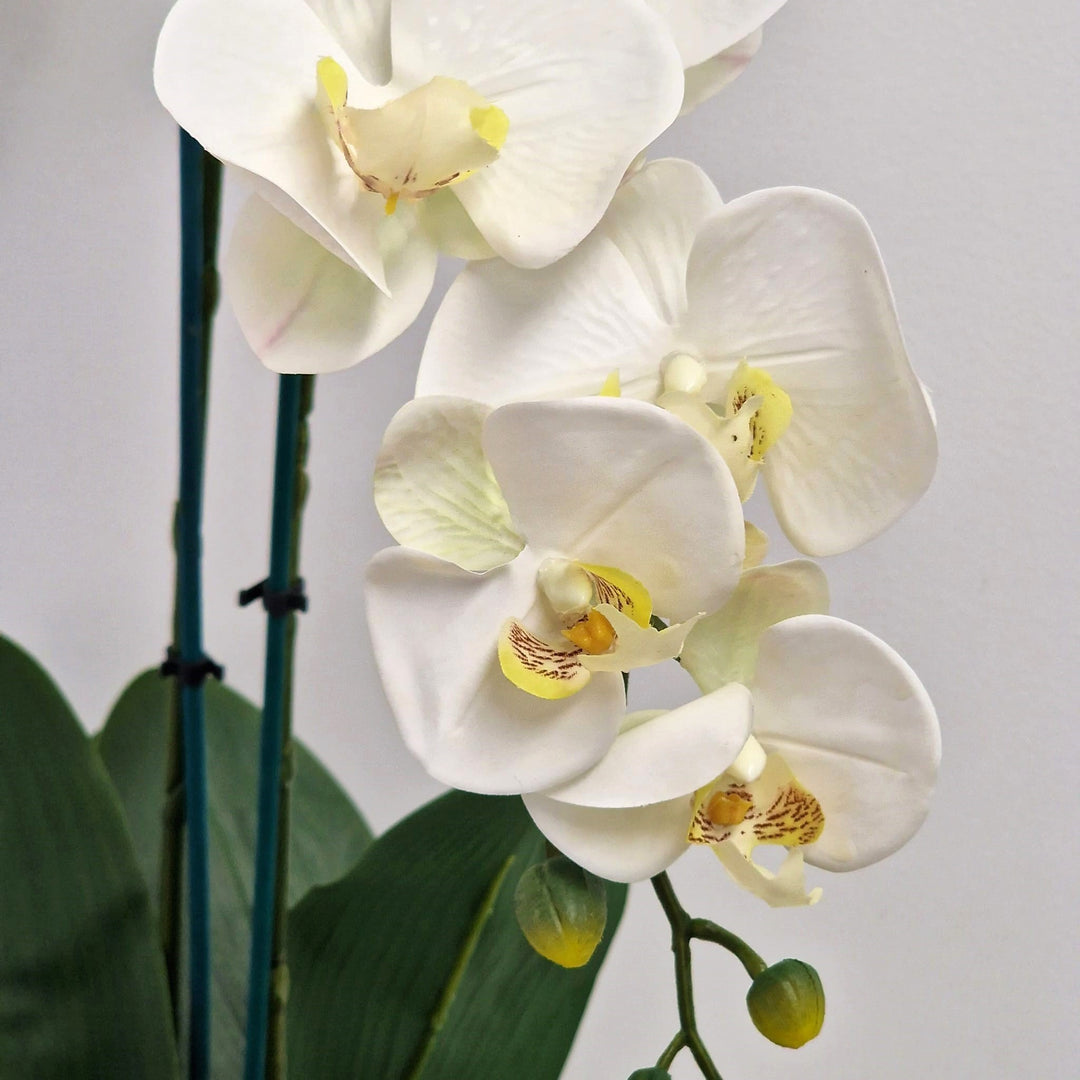 Everlasting Artificial 2 Stem Orchid