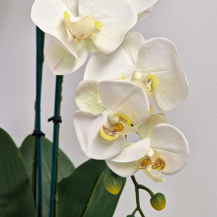 Everlasting Artificial 2 Stem Orchid