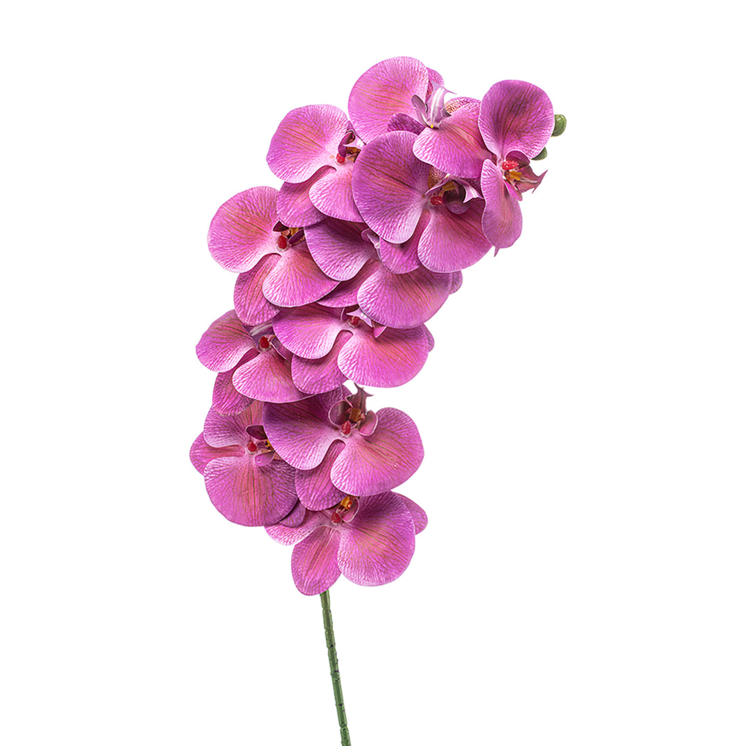 Emerald Phalaenopsis Spray x11 Beauty 100cm