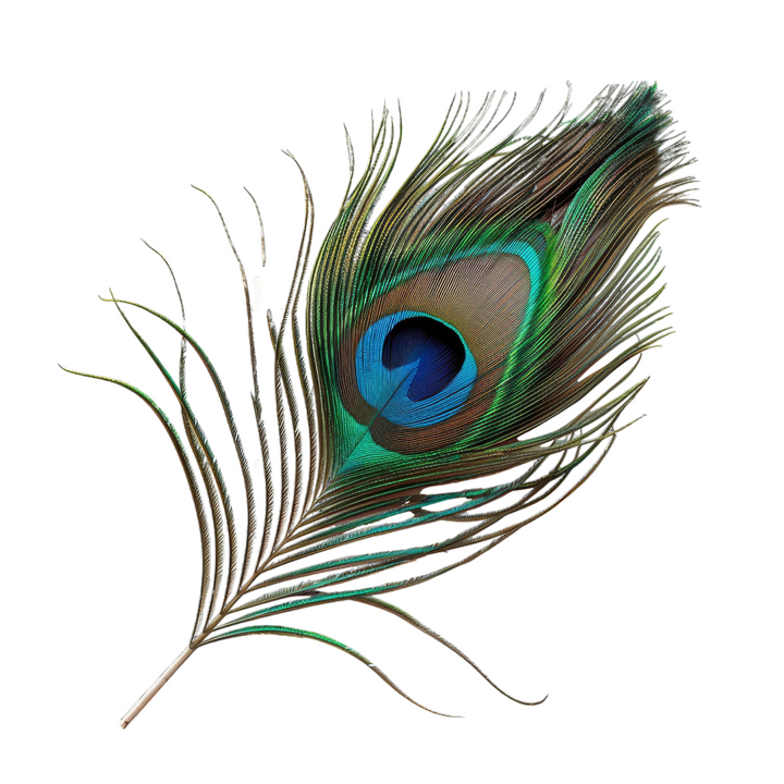 Large Real Peacock Feather