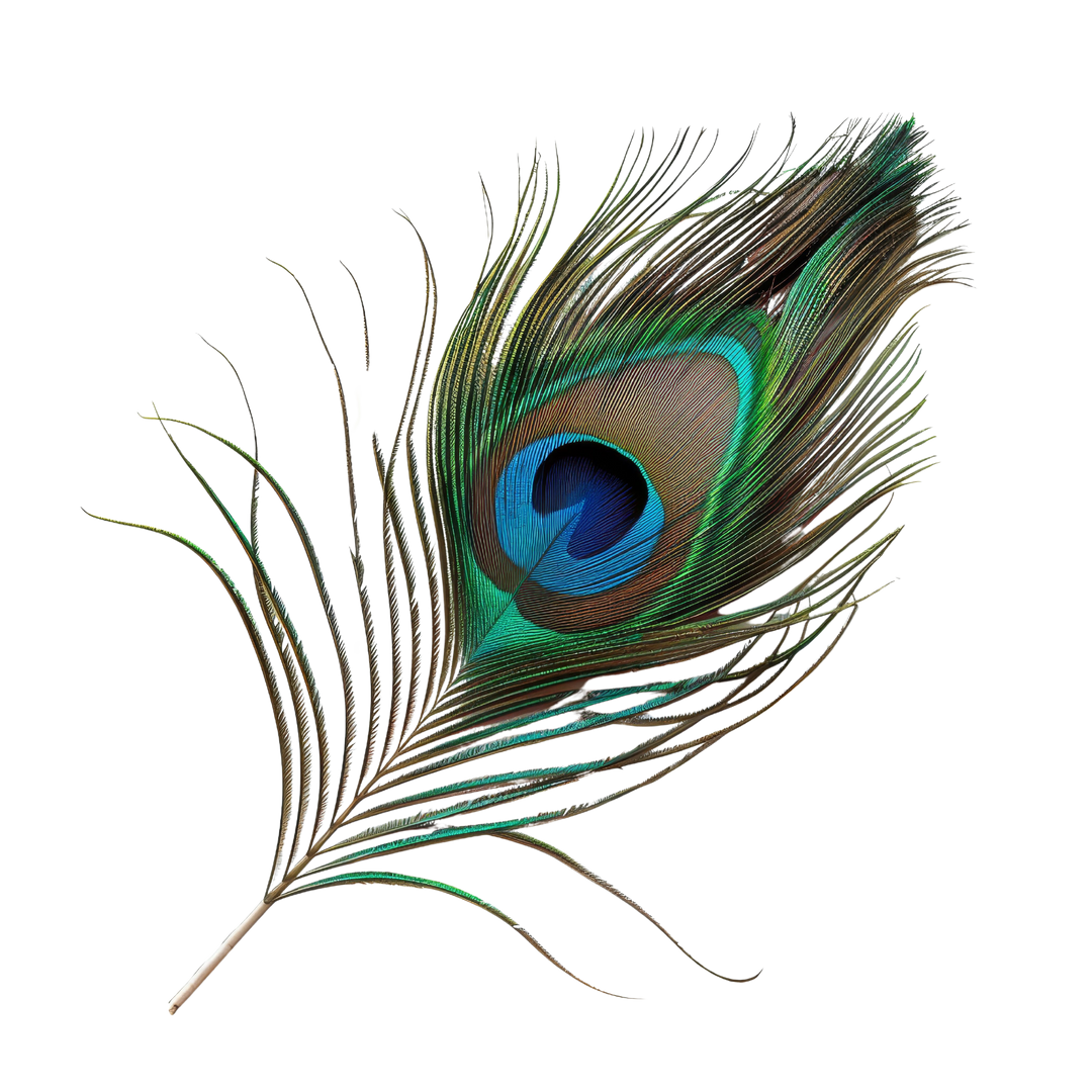 Large Real Peacock Feather