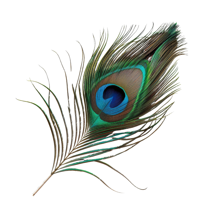 Large Real Peacock Feather