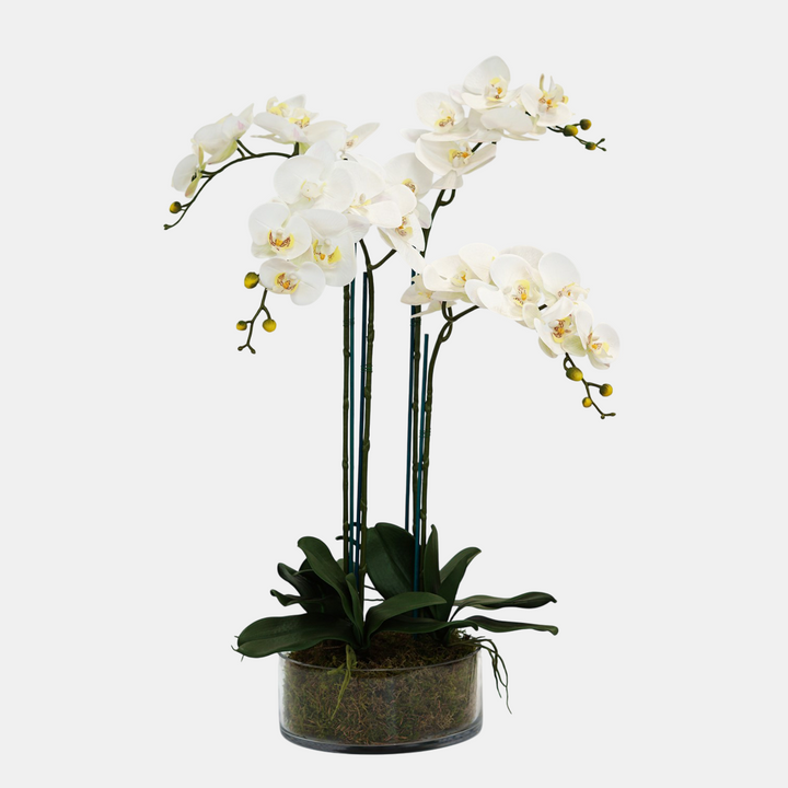 Everlasting Artificial 4 Stem Orchid