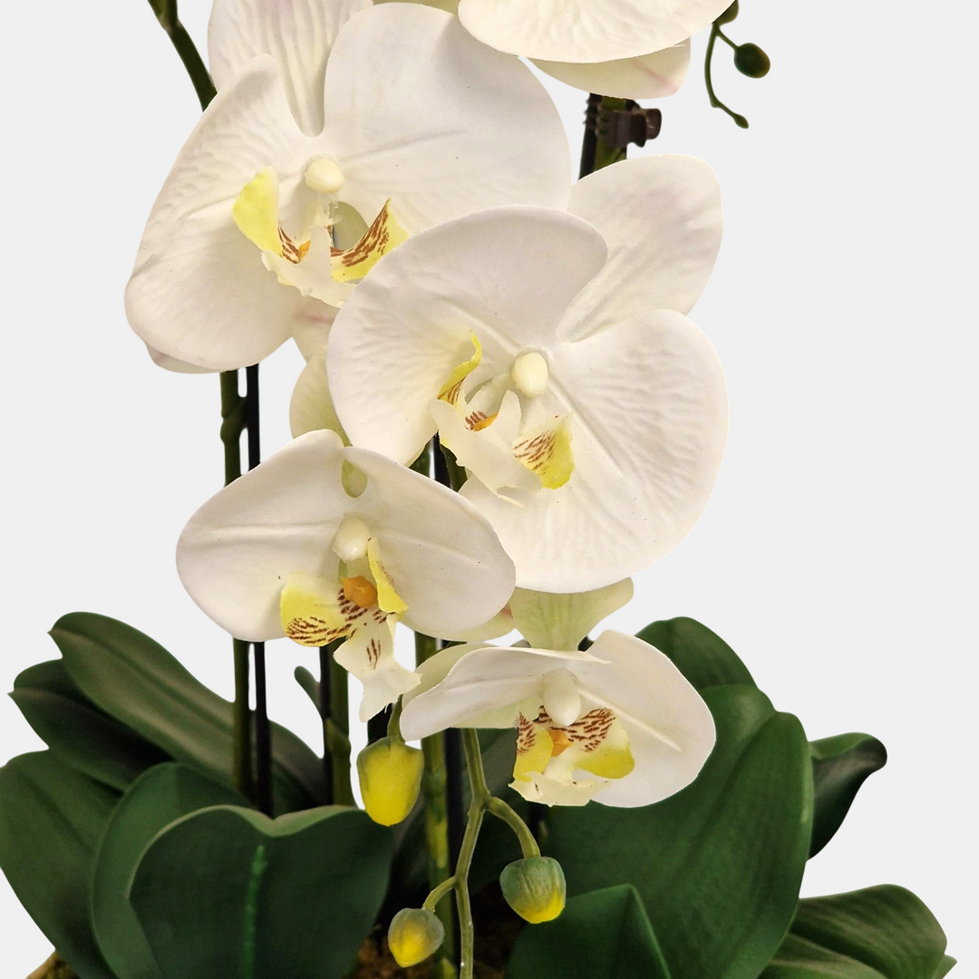 Everlasting Artificial 6 Stem Orchid