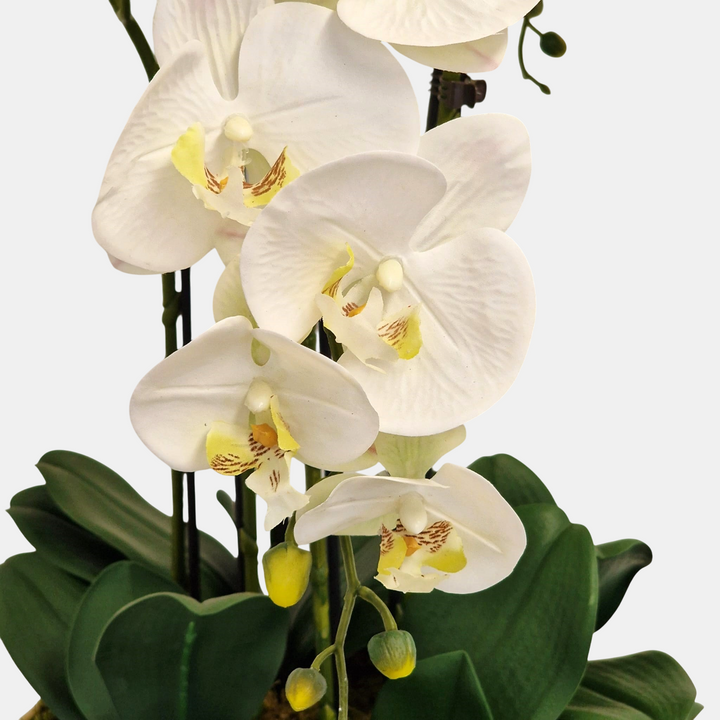 Everlasting Artificial 6 Stem Orchid