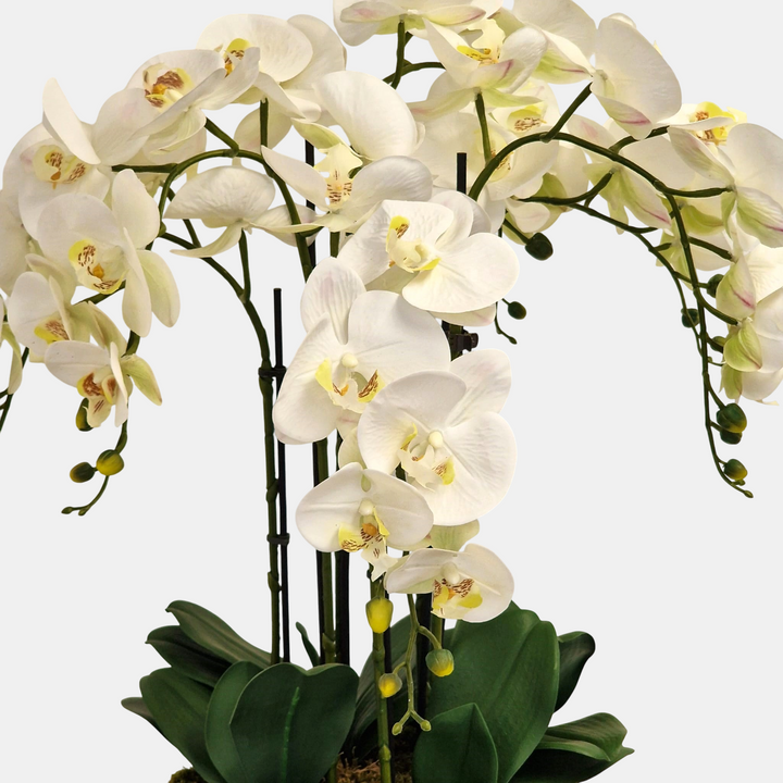 Everlasting Artificial 6 Stem Orchid