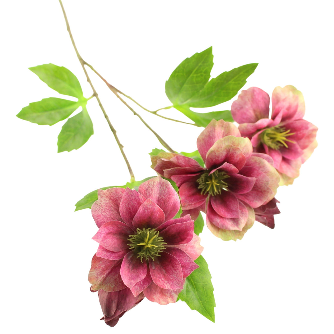 Sage Décor Ashwood Hellebore Spray 64Cm