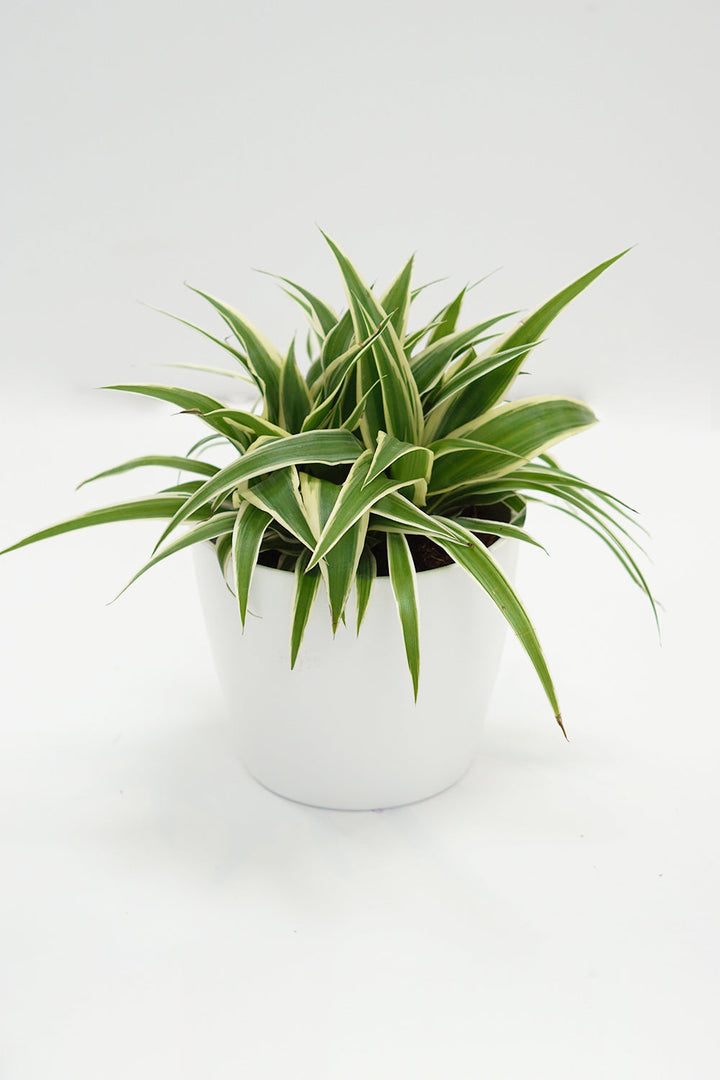 Chlorophytum comosum