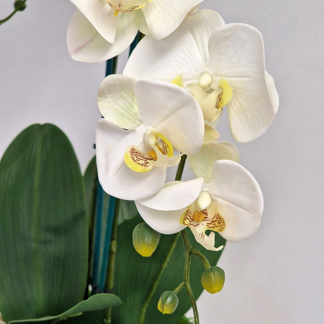 Everlasting Artificial 2 Stem Orchid