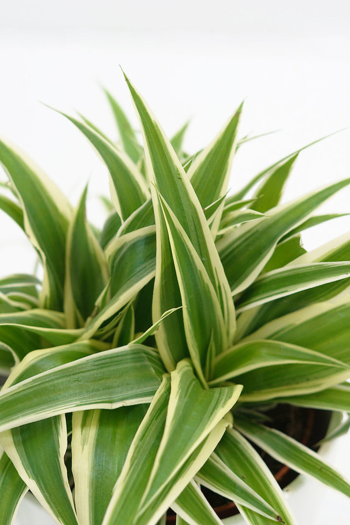 Chlorophytum comosum