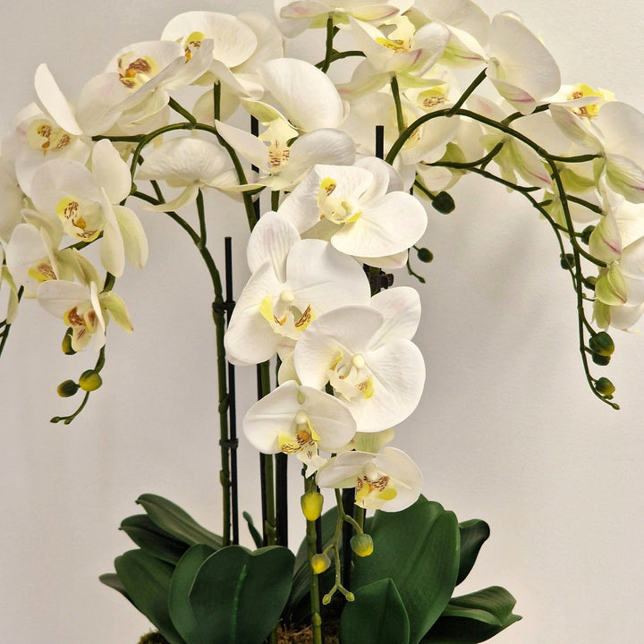 Everlasting Artificial 6 Stem Orchid