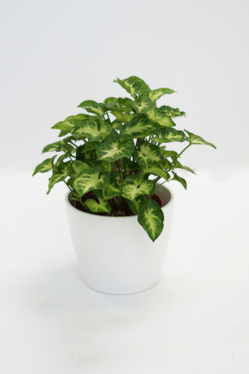 Syngonium podophyllum