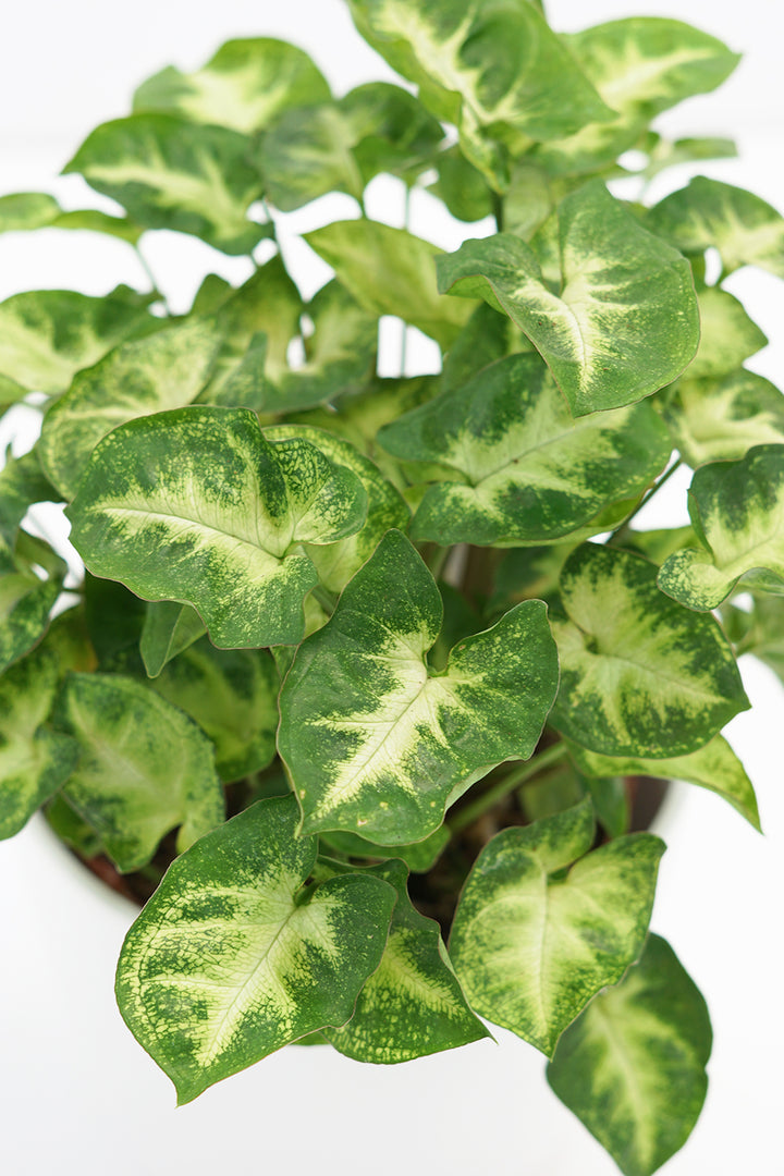 Syngonium podophyllum