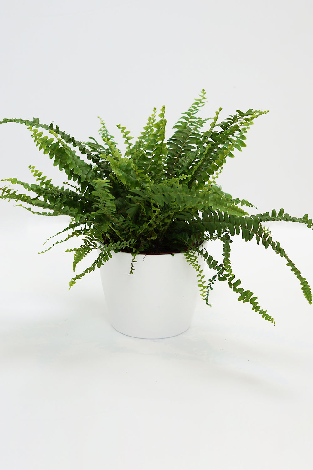 Nephrolepis exaltata