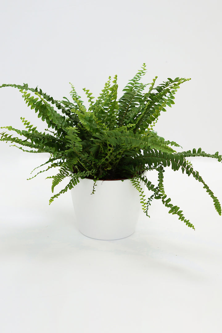 Nephrolepis exaltata