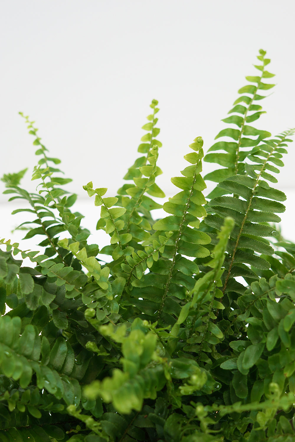 Nephrolepis exaltata