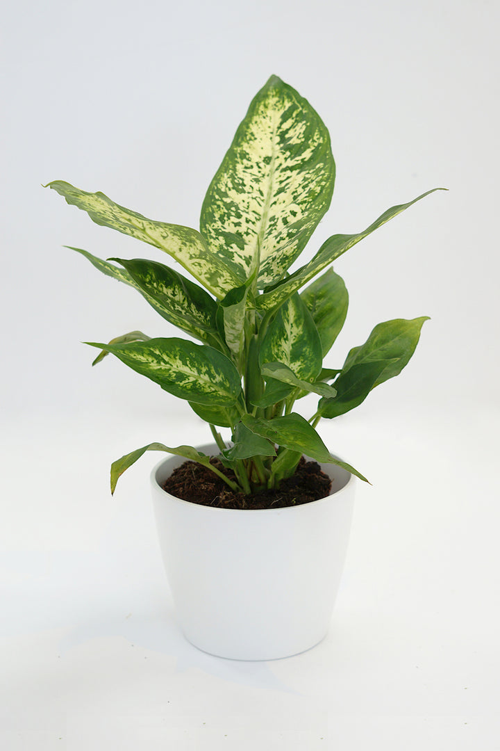 Dieffenbachia Compacta
