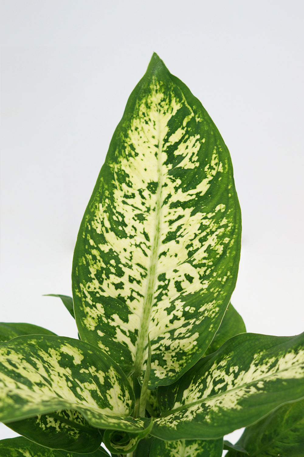 Dieffenbachia Compacta