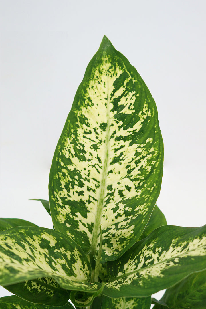 Dieffenbachia Compacta