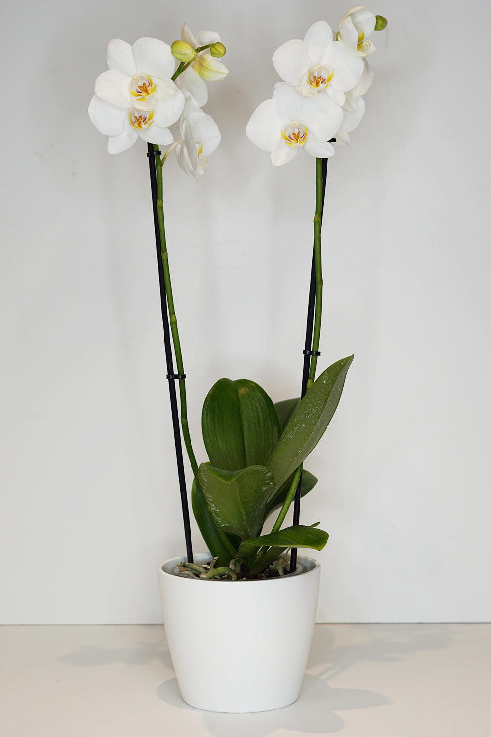 White Phalaenopsis Orchid