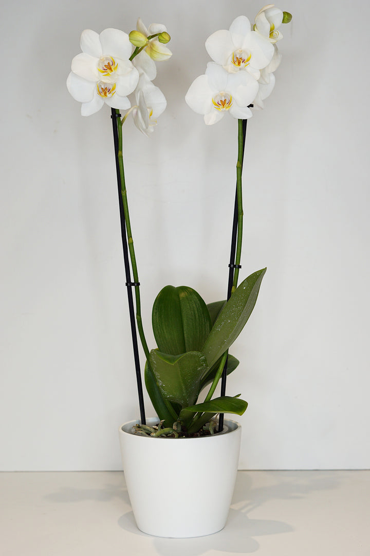 White Phalaenopsis Orchid