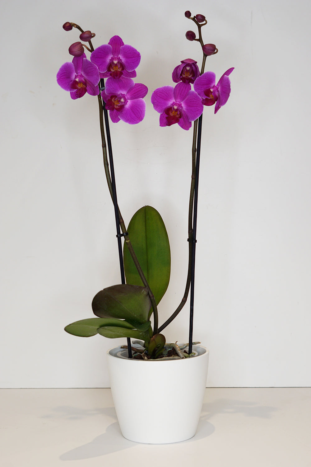 Purple Phalaenopsis Orchid