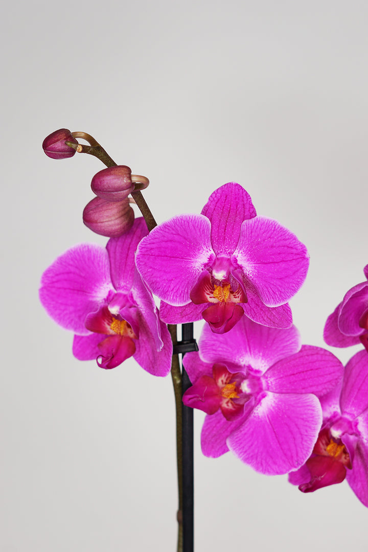 Purple Phalaenopsis Orchid