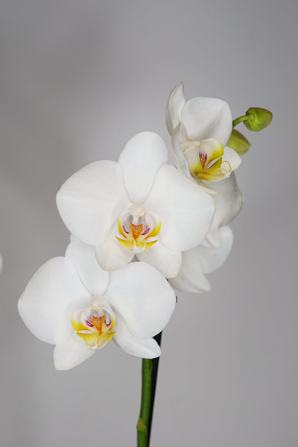 White Phalaenopsis Orchid