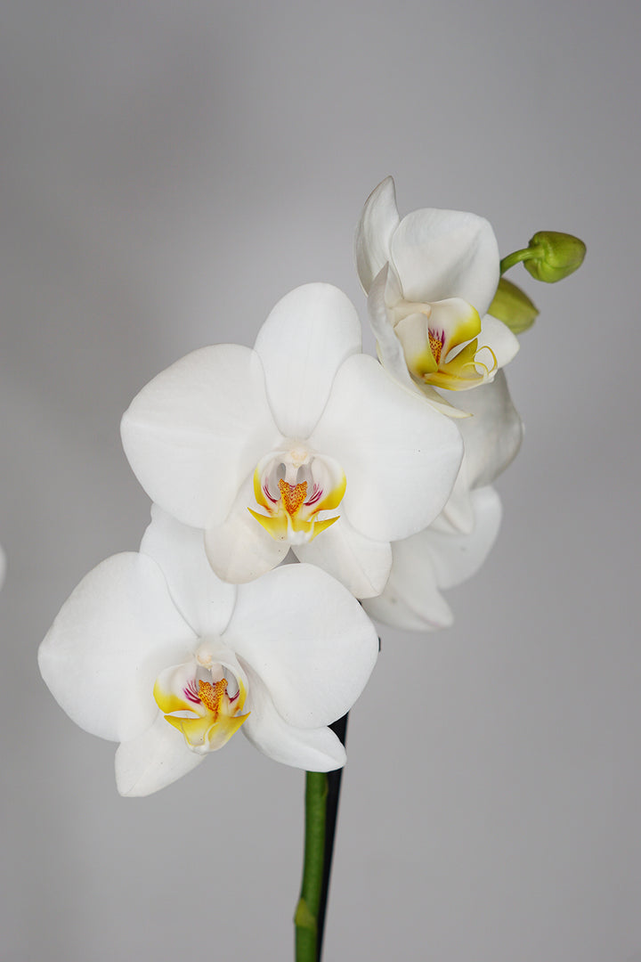 White Phalaenopsis Orchid
